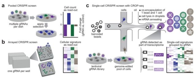 單細胞測序技術(shù)(single cell sequencing)