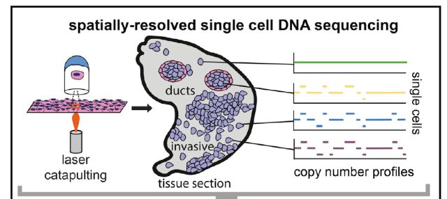 單細胞測序技術(shù)(single cell sequencing)