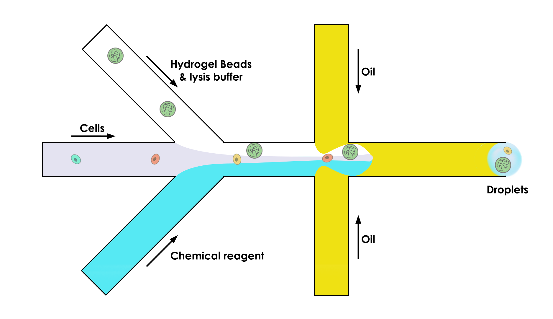 microfluidic-chip-hydrogel-beads-microparticle-drop-seq-microfluidics-single-cells-analysis-ARN-AND-barcode-complex-tissue