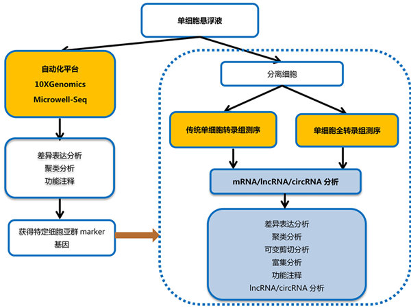 單細(xì)胞轉(zhuǎn)錄組測(cè)序在眼科領(lǐng)域中的研究應(yīng)用講解_RNA-seq