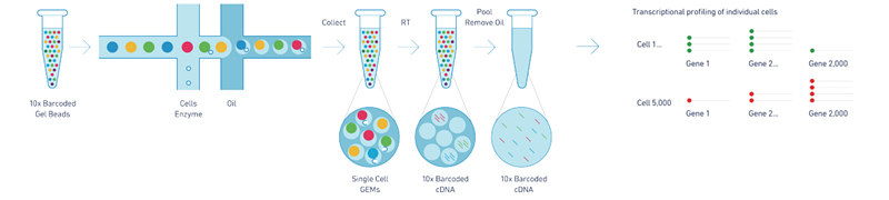 10X Genomics 單細胞轉錄組測序