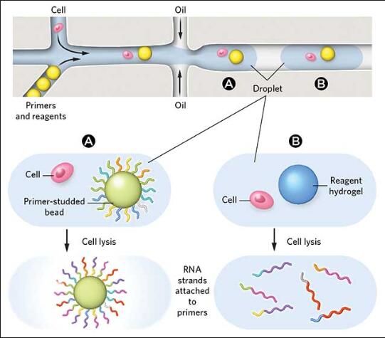 早期人胎盤中的單細(xì)胞RNA-Seq細(xì)胞可以揭示問(wèn)題懷孕